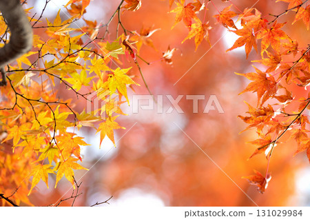 秋天的景色 131029984