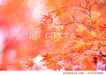 Autumn scenery 131029988