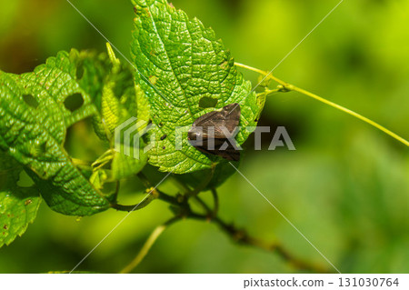 Chinese moth 131030764