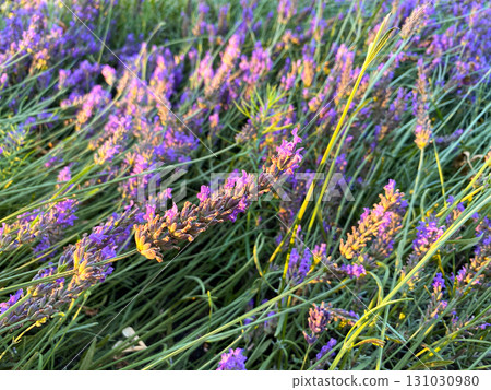 Lavender Plantation Blooming in Summer. 131030980