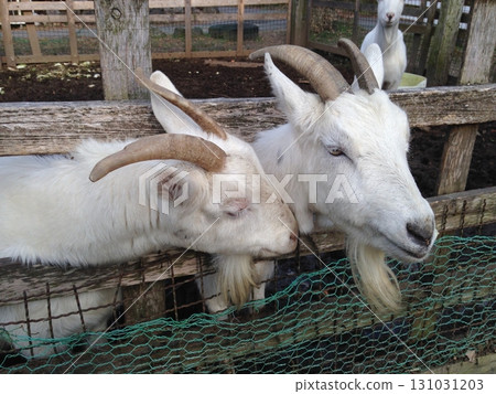 山羊(兩隻) 山羊(兩隻) 131031203