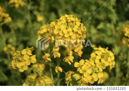 強姦開花 131031285