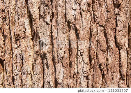 Tree bark texture with rough brown surface featuring natural patterns Tree bark texture with rough brown surface featuring natural patterns 131031507