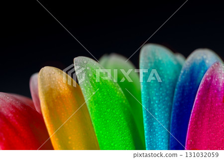 A close up of a flower with its petals open and droplets of water on it A close up of a flower with its petals open and droplets of water on it 131032059