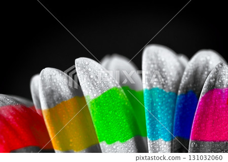 A close up of a flower with rainbow colored petals A close up of a flower with rainbow colored petals 131032060