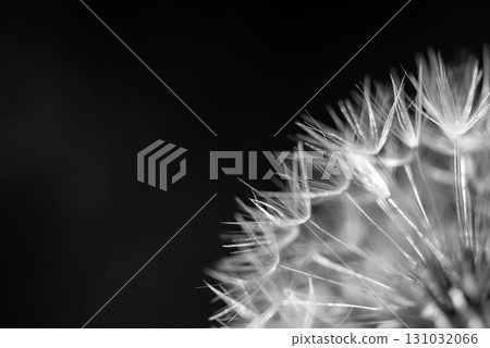 A close up of a flower with a black background A close up of a flower with a black background 131032066