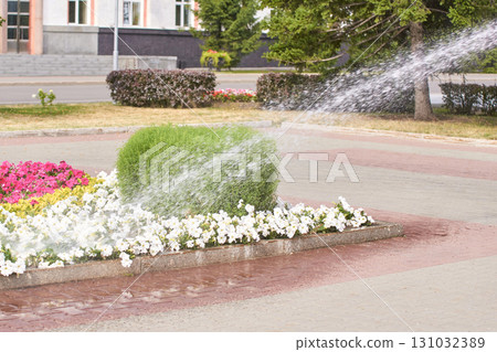 Park flowerbed with sprinkler watering green bushes and colorful flowers 131032389