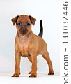 A red, one-and-a-half-month-old miniature pinscher puppy isolated on a white background. High quality photo 131032446