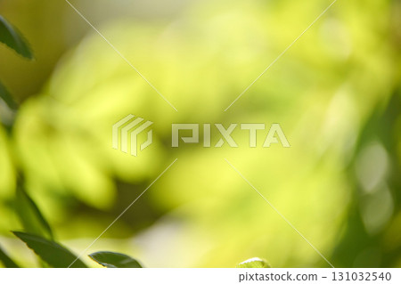 Vibrant green leaves in sunlight with soft natural bokeh background 131032540