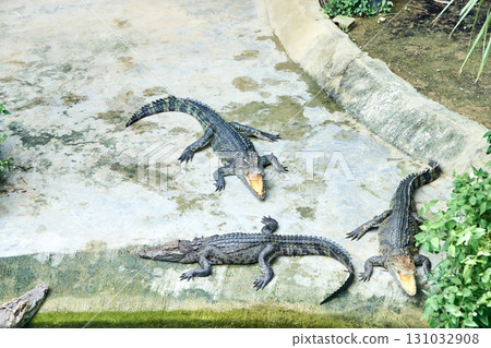 Three young alligators in natural habitat with open mouths on stone surface Three young alligators in natural habitat with open mouths on stone surface 131032908