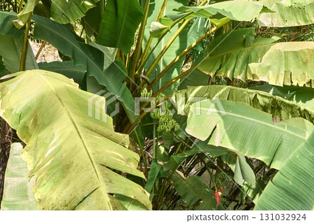 Lush green banana plants with cluster of unripe bananas in tropical garden 131032924