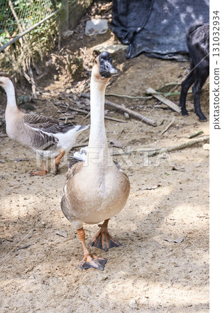 Close-up of geese in outdoor farm setting with natural background and daylight Close-up of geese in outdoor farm setting with natural background and daylight 131032934