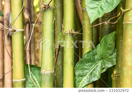 Lush green bamboo stalks and leaves in a dense natural forest setting Lush green bamboo stalks and leaves in a dense natural forest setting 131032972