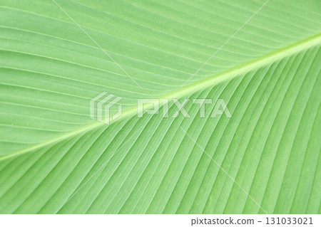 Close-up of vibrant green banana leaf with detailed veins and natural texture Close-up of vibrant green banana leaf with detailed veins and natural texture 131033021