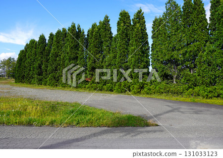 A row of thuja trees in the corner of Hokuryu Sunflower Village 131033123