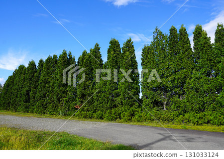 A row of thuja trees in the corner of Hokuryu Sunflower Village 131033124