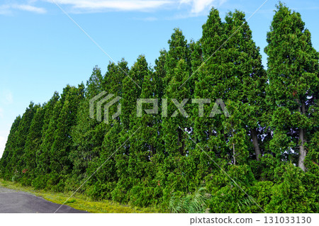 A row of thuja trees in the corner of Hokuryu Sunflower Village 131033130