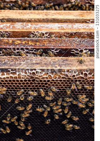 Close-up view of bees on honeycomb frames in a beehive, showcasing intricate Close-up view of bees on honeycomb frames in a beehive, showcasing intricate 131033275