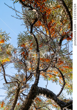 Close up view of sea buckthorn tree branches full of orange berries, with clear blue sky in the background Close up view of sea buckthorn tree branches full of orange berries, with clear blue sky in the background 131033284