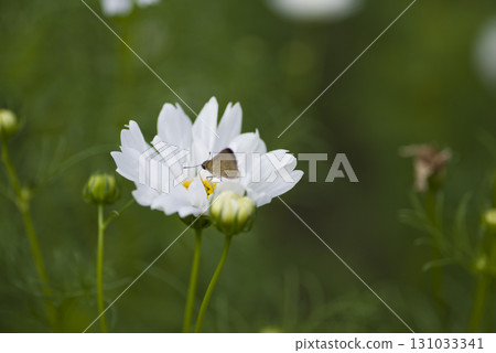 A small skipper butterfly is sucking nectar from a white cosmos flower. Its scientific name is Thoressa varia. A small skipper butterfly is sucking nectar from a white cosmos flower. Its scientific name is Thoressa varia. 131033341