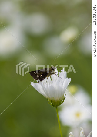 A small skipper butterfly is sucking nectar from a white cosmos flower. Its scientific name is Thoressa varia. A small skipper butterfly is sucking nectar from a white cosmos flower. Its scientific name is Thoressa varia. 131033343