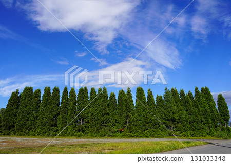 北龍向日葵村一角的崖柏樹行 131033348