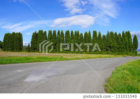 北龍向日葵村一角的崖柏樹行 131033349