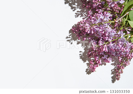 Vibrant purple lilac blossoms on white background with soft shadows and green 131033350