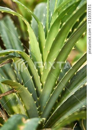 Close-up of aloe plant with spiky green leaves in natural lighting 131033351