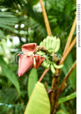 Blooming banana plant with red flower and green leaves in tropical garden 131033372