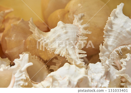 Close-up image of varied beige seashells displaying diverse shapes and textures Close-up image of varied beige seashells displaying diverse shapes and textures 131033401