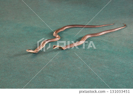 Two slender snakes on green surface displaying natural grace and curiosity 131033451