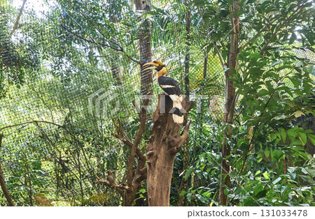Great hornbill perched on tree branch in lush green tropical forest habitat Great hornbill perched on tree branch in lush green tropical forest habitat 131033478
