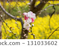 桃花和油菜花盛開 131033602