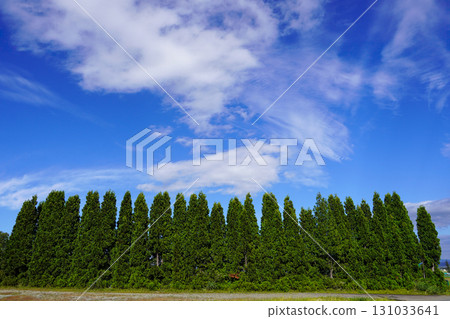 A row of thuja trees in the corner of Hokuryu Sunflower Village 131033641