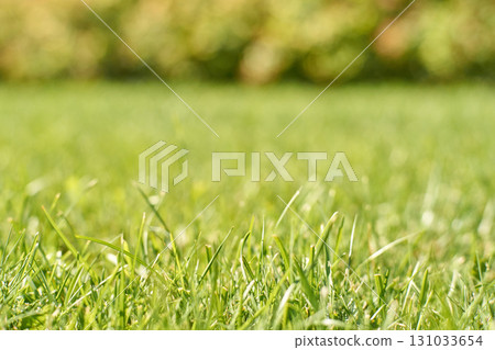 Close-up of vibrant green grass on a sunny day with blurred natural background Close-up of vibrant green grass on a sunny day with blurred natural background 131033654