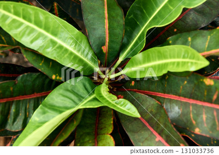 Vibrant green and red veins of croton plant leaves in a lush garden setting 131033736
