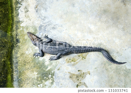 Juvenile crocodile on concrete surface with green moss in sunlit habitat Juvenile crocodile on concrete surface with green moss in sunlit habitat 131033741