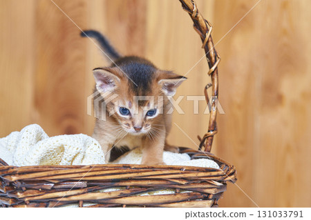 Adorable abyssinian kitten exploring wicker basket with cozy blanket in warm Adorable abyssinian kitten exploring wicker basket with cozy blanket in warm 131033791