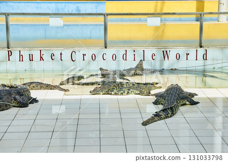 Crocodiles resting in enclosure at phuket crocodile world with water and 131033798