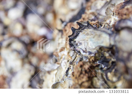 Close-up of oyster shell texture showcasing natural patterns and earthy tones Close-up of oyster shell texture showcasing natural patterns and earthy tones 131033811