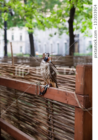 bird of prey in a cap, falconry hawk 131033914