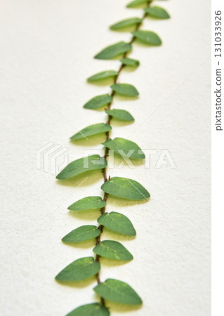 Vertical vine on white wall with green leaves in minimalist nature-inspired Vertical vine on white wall with green leaves in minimalist nature-inspired 131033926