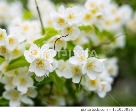 white apple tree flowers close up, spring bouquet white apple tree flowers close up, spring bouquet 131033986