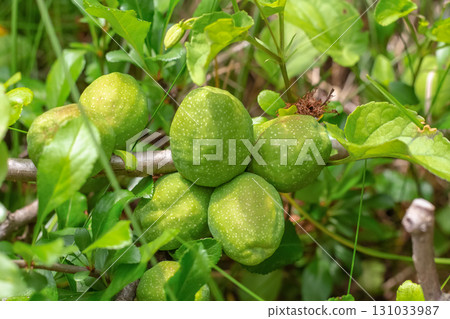 quince green fruit close-up grows in the garden quince green fruit close-up grows in the garden 131033987