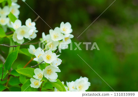 white cherry flowers on a blurred background close up copy space white cherry flowers on a blurred background close up copy space 131033999