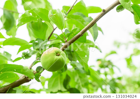 unripe green apple close-up on a tree branch, orchard unripe green apple close-up on a tree branch, orchard 131034024