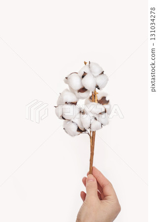 Hand holding cotton branch against neutral background showcasing natural fibers Hand holding cotton branch against neutral background showcasing natural fibers 131034278