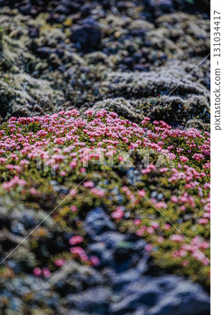 Small alpine plants decorating the rocky areas 131034417
