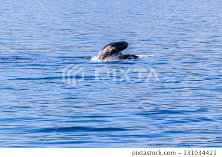 Encountering wild killer whales in the waters of Rausu Encountering wild killer whales in the waters of Rausu 131034421